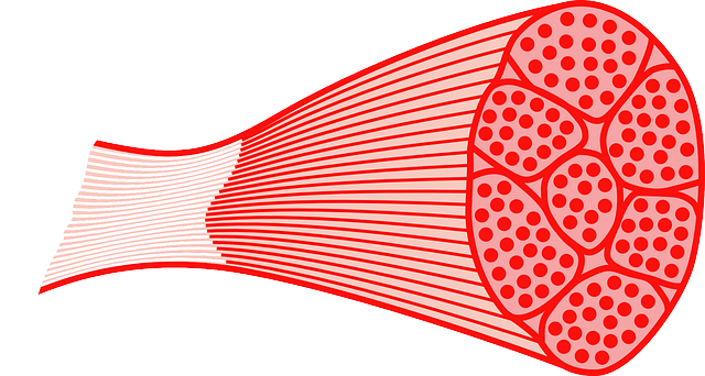 Muscle Tissue