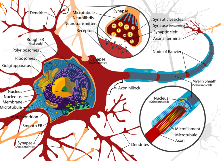 Interactive Nerve Chart