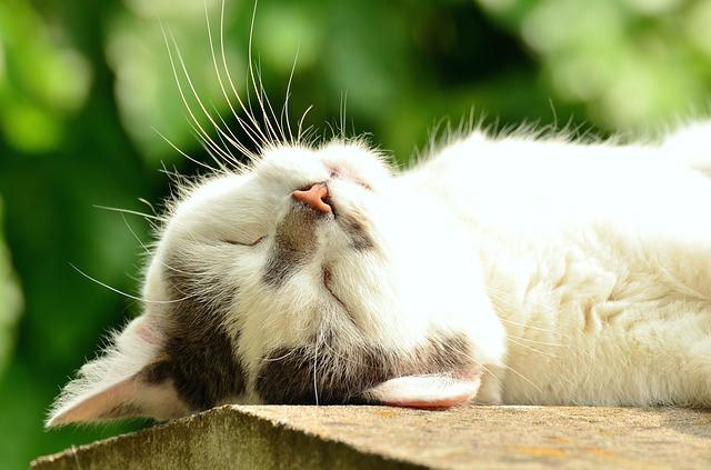 Sleep and Stay Happy